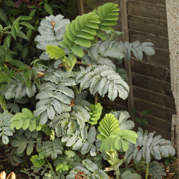 plant image 278736 plant image 278736