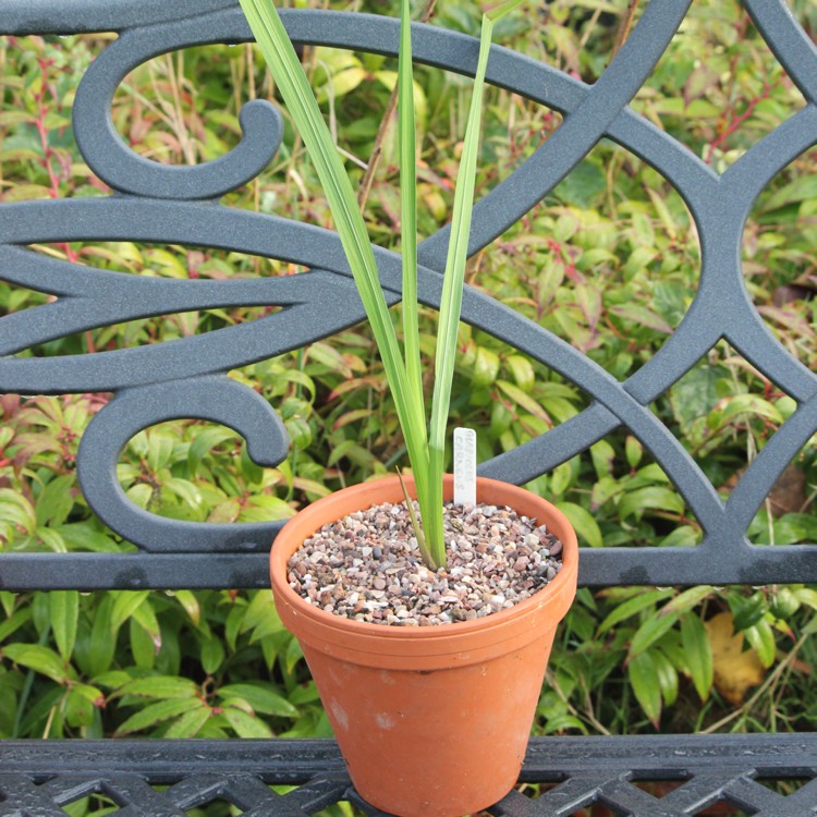 plant image 282810 plant image 282810