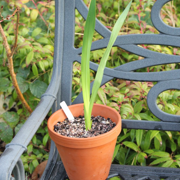 plant image 282813 plant image 282813