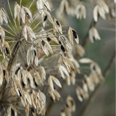 Agapanthus 'Headbourne Hybrids'