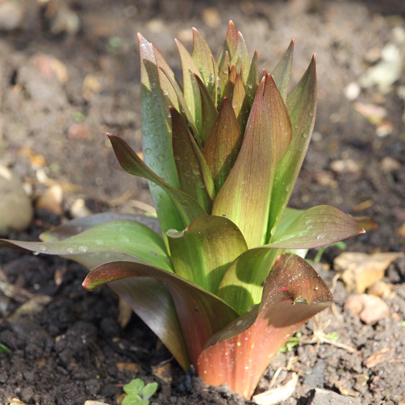 Fritillaria imperialis 'Rubra Maxima'