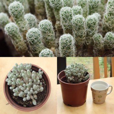 Mammillaria vetula 'Fragilis' syn. Mammillaria gracilis var. fragilis, Mammillaria fragilis