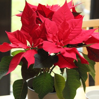Euphorbia pulcherrima