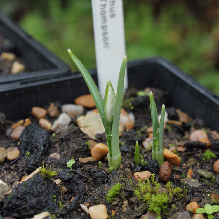 plant image 311431