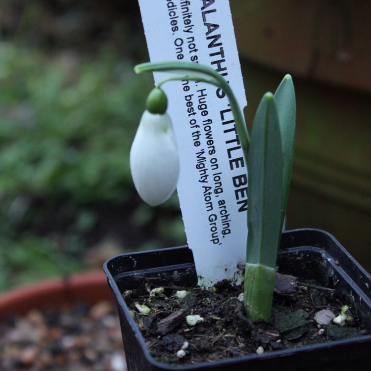 plant image 311438