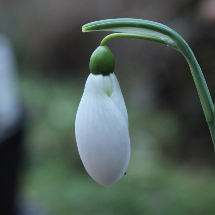 plant image 311440