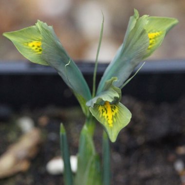Iris 'Sea Green' syn. Iris reticulata 'Sea Green'