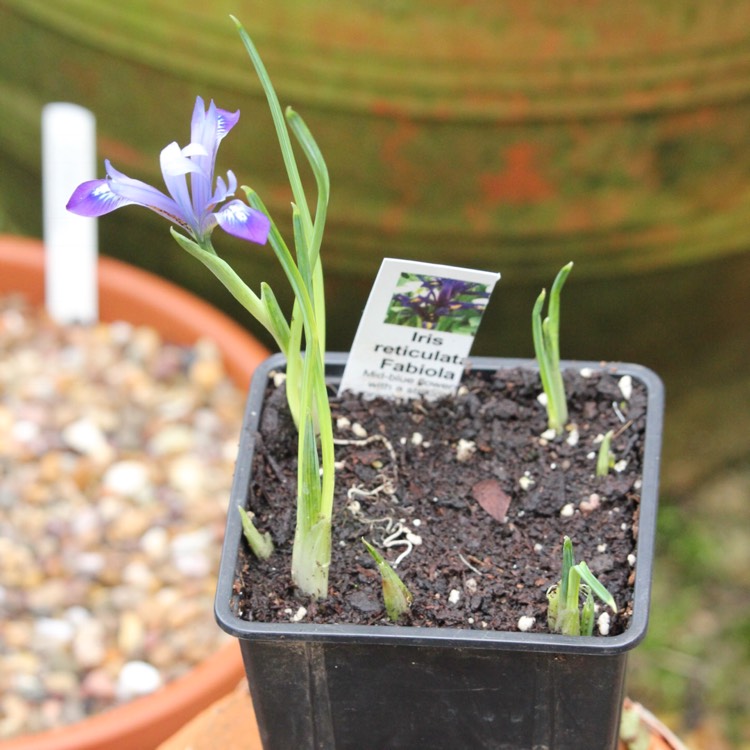 plant image 317383 plant image 317383