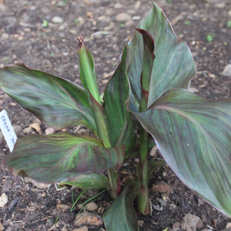 plant image 3175