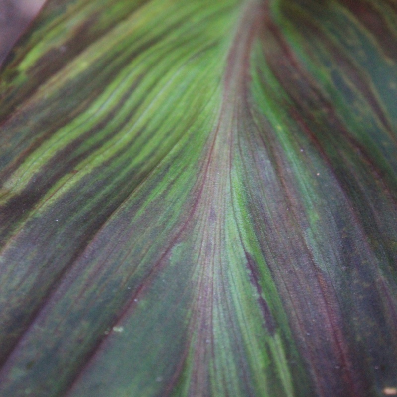 plant image 3176