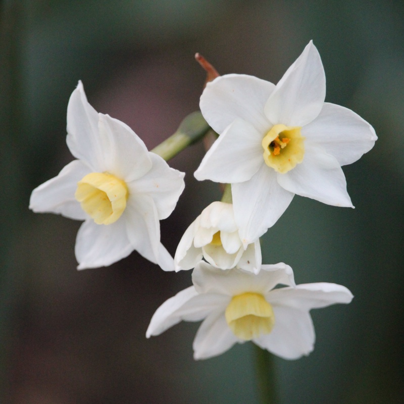 Plant image Narcissus 'Grand Primo Citroniere' syn. Narcissus 'Citrina'