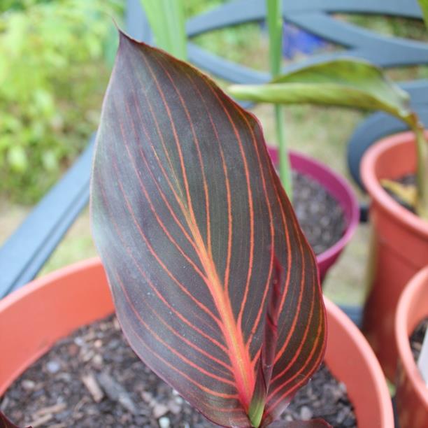 plant image 335 plant image 335