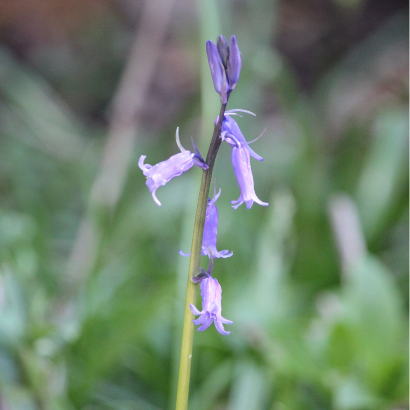 Hyacinthoides non-scripta