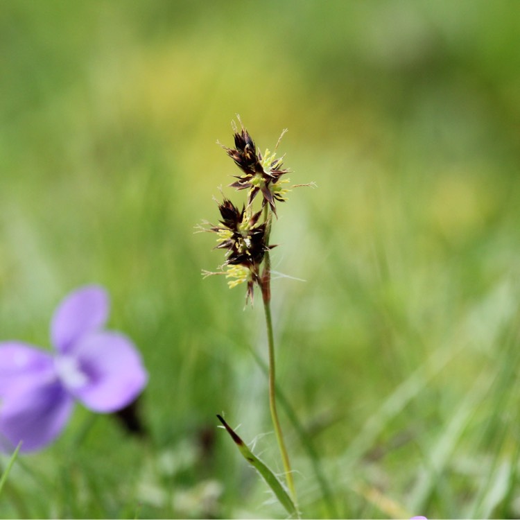 plant image 362948