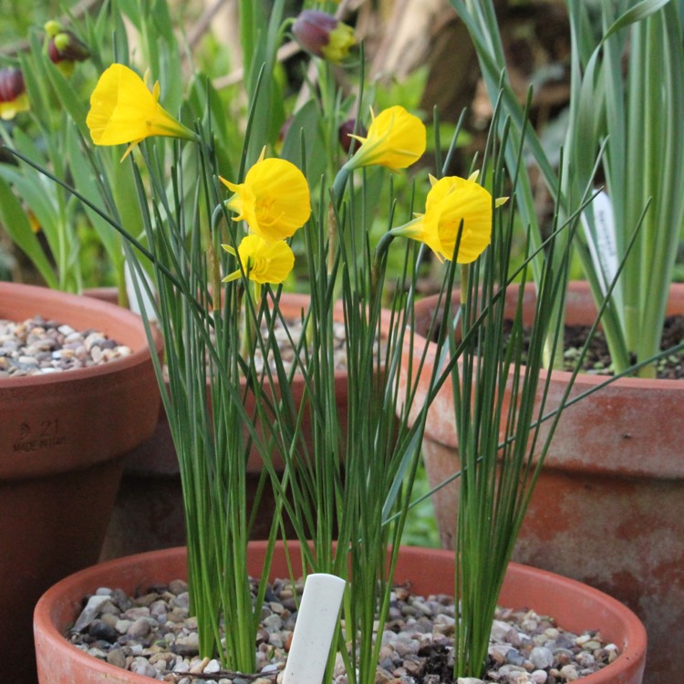 Plant image Narcissus 'Oxford Gold'