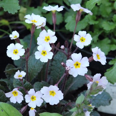 Primula 'Guinevere'