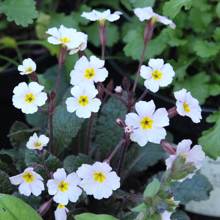 plant image 364862