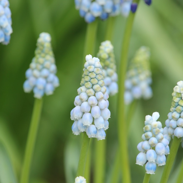 Plant image Muscari armeniacum 'Peppermint'