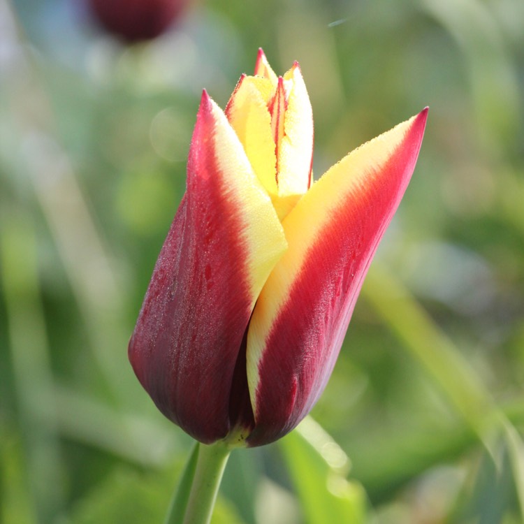 plant image 365604