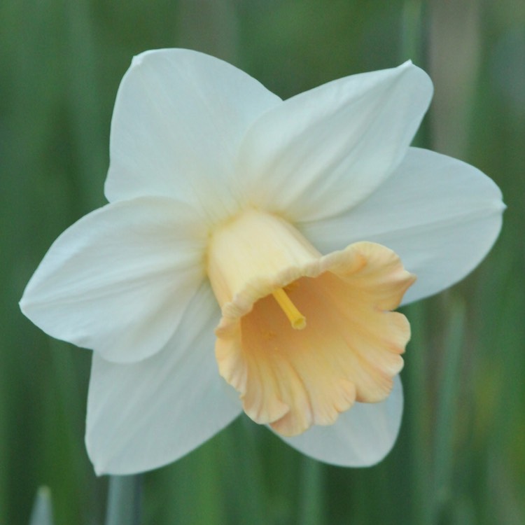 Plant image Narcissus 'Pink Smiles'