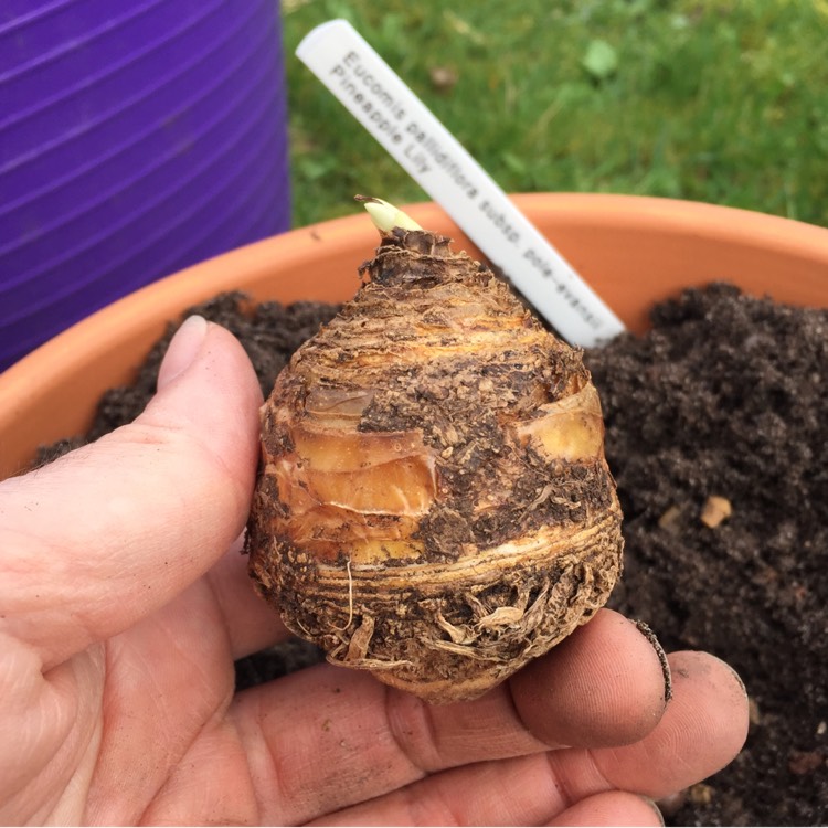 plant image 368426