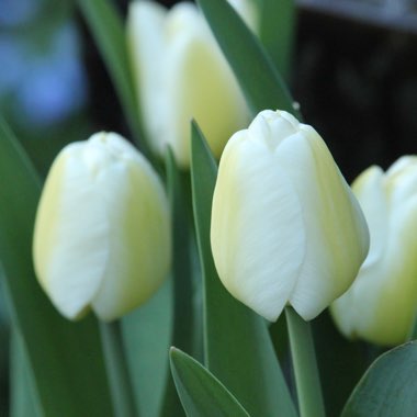 Tulipa 'Angels Wish'