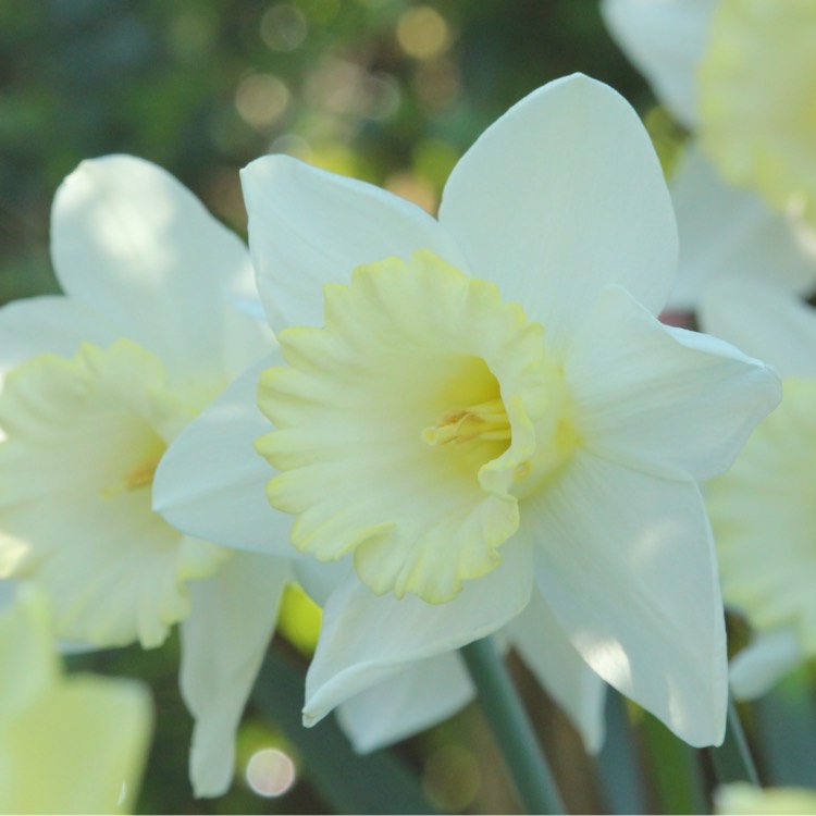 Plant image Narcissus 'Mount Hood'