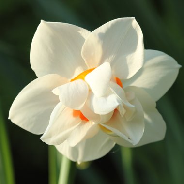 Narcissus 'Mary Copeland'