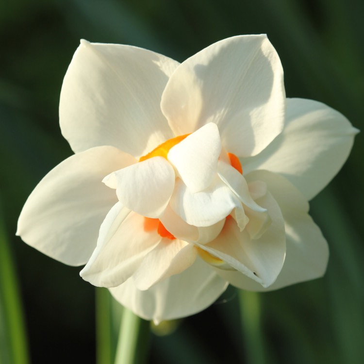 plant image 372138