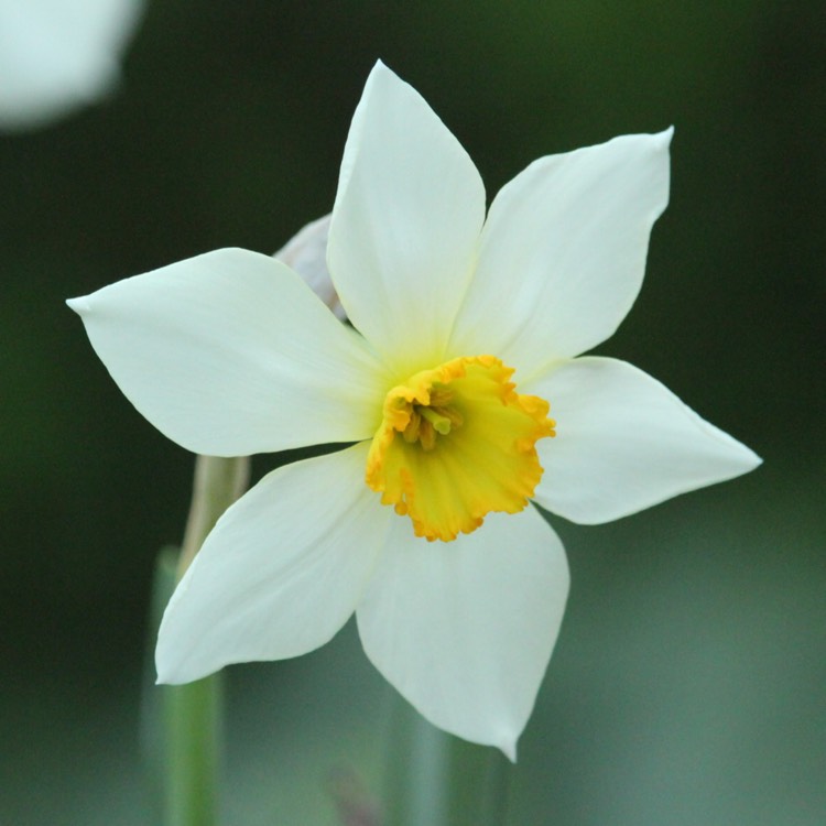 plant image 372151