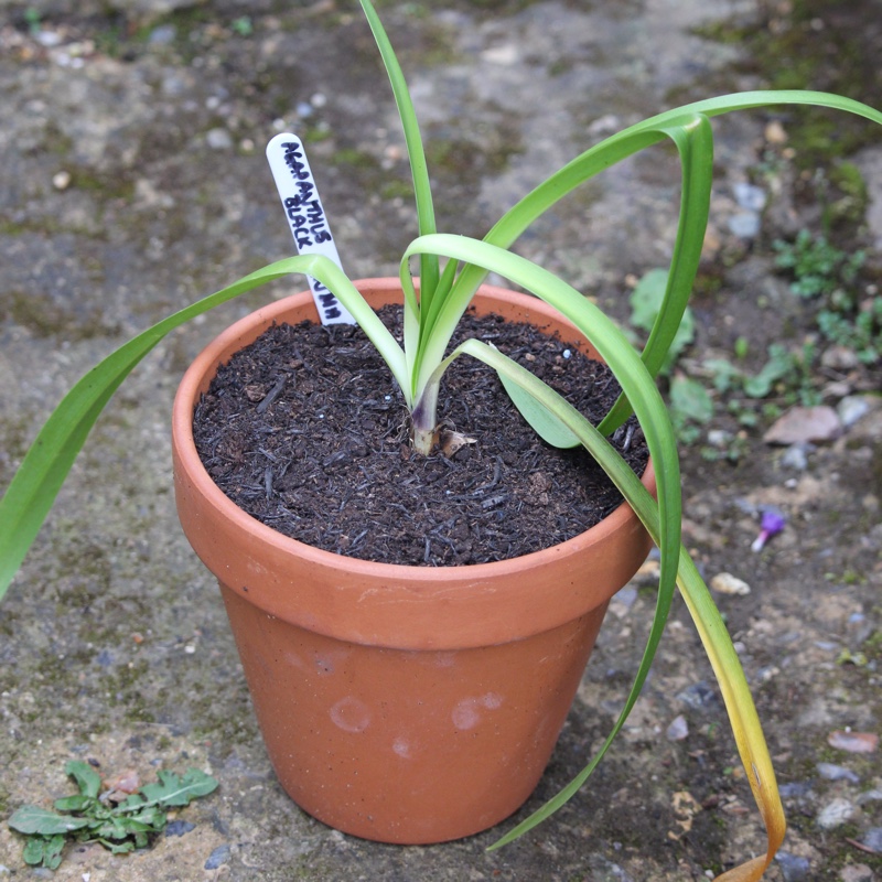 plant image 37992