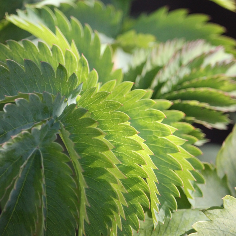 Plant image Melianthus major