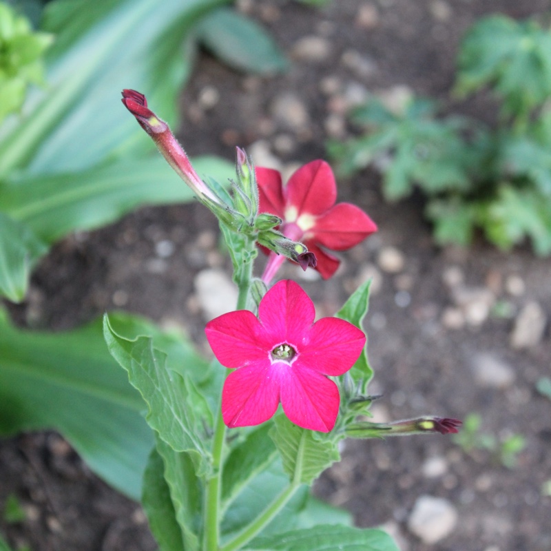 plant image 3905 plant image 3905