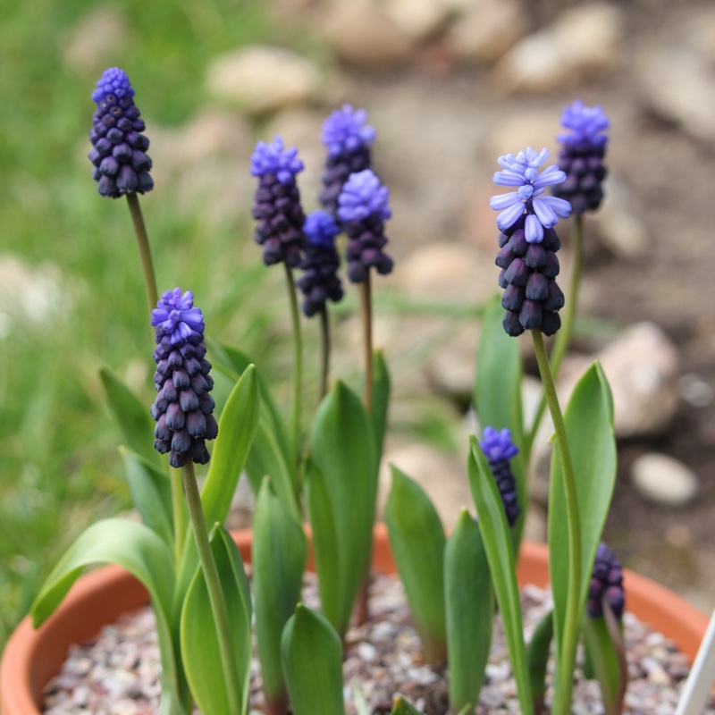 Muscari latifolium