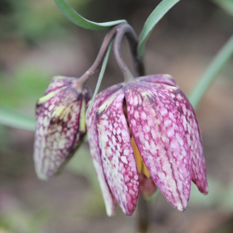 Fritillaria meleagris