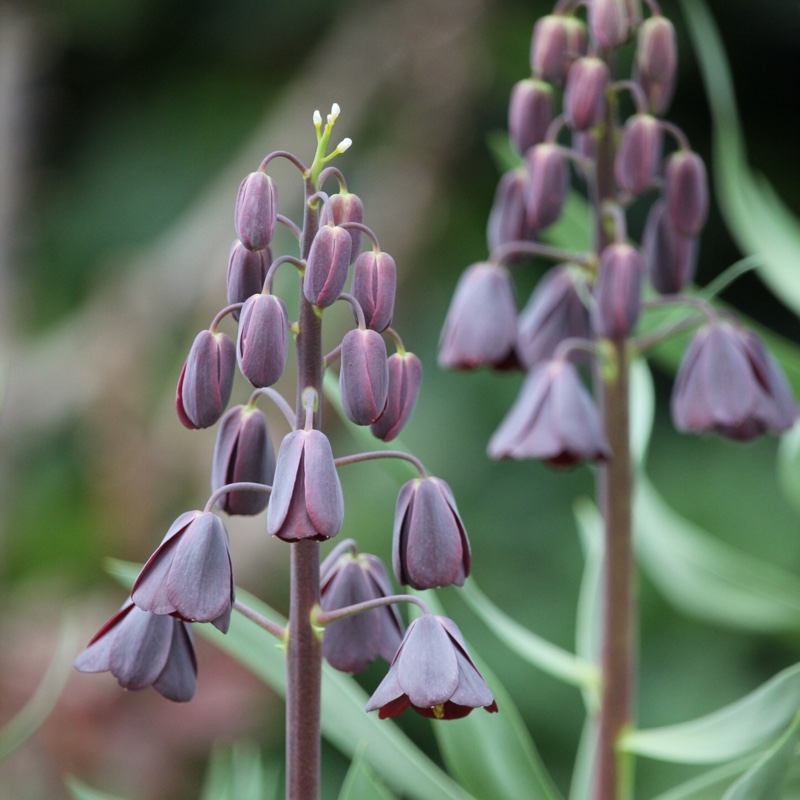 Fritillaria persica 'Adiyaman'