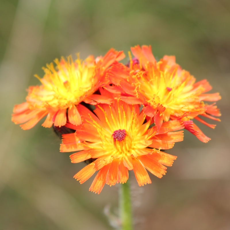 Pilosella aurantiaca