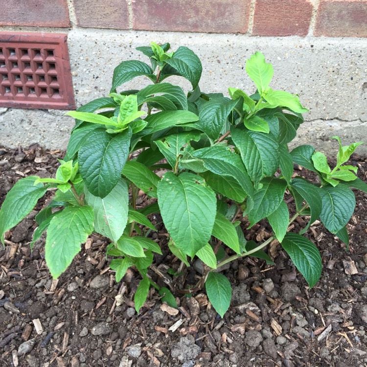 plant image 456042