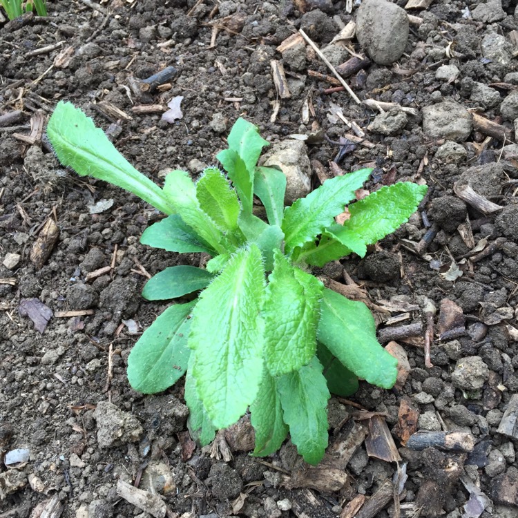 plant image 456058