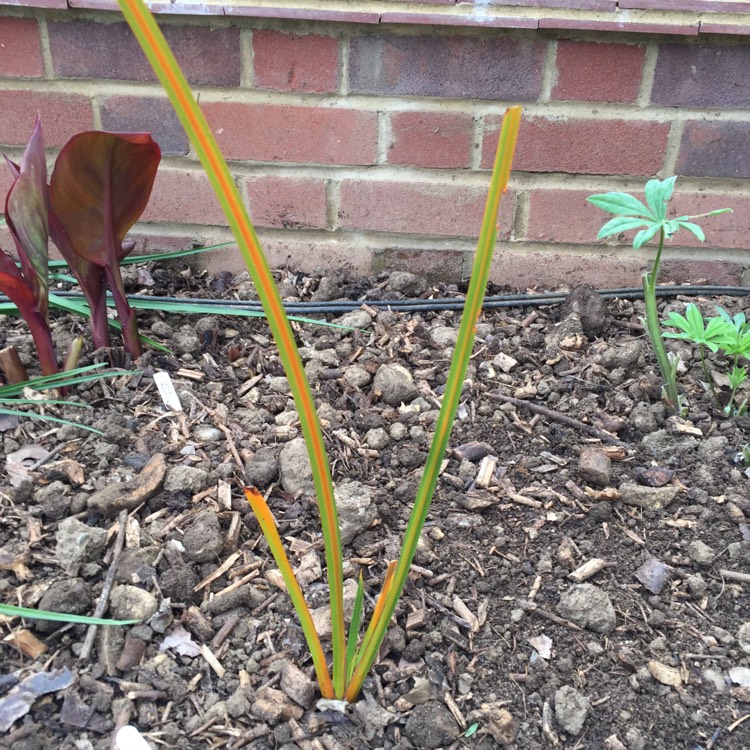 plant image 456062