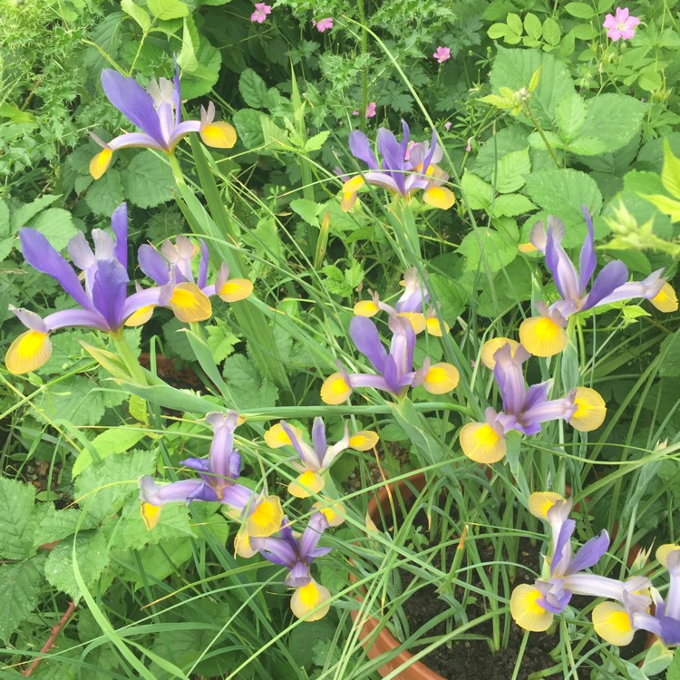 plant image 457766
