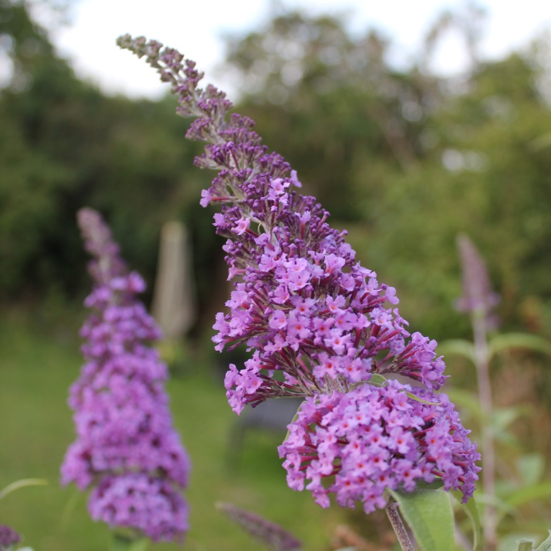 plant image 4582 plant image 4582