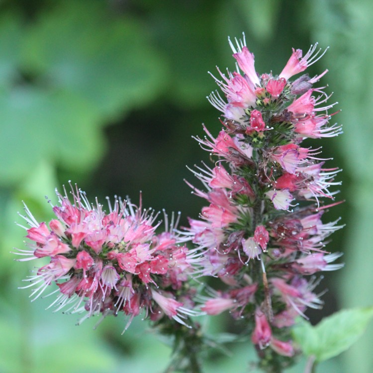 Plant image Echium russicum