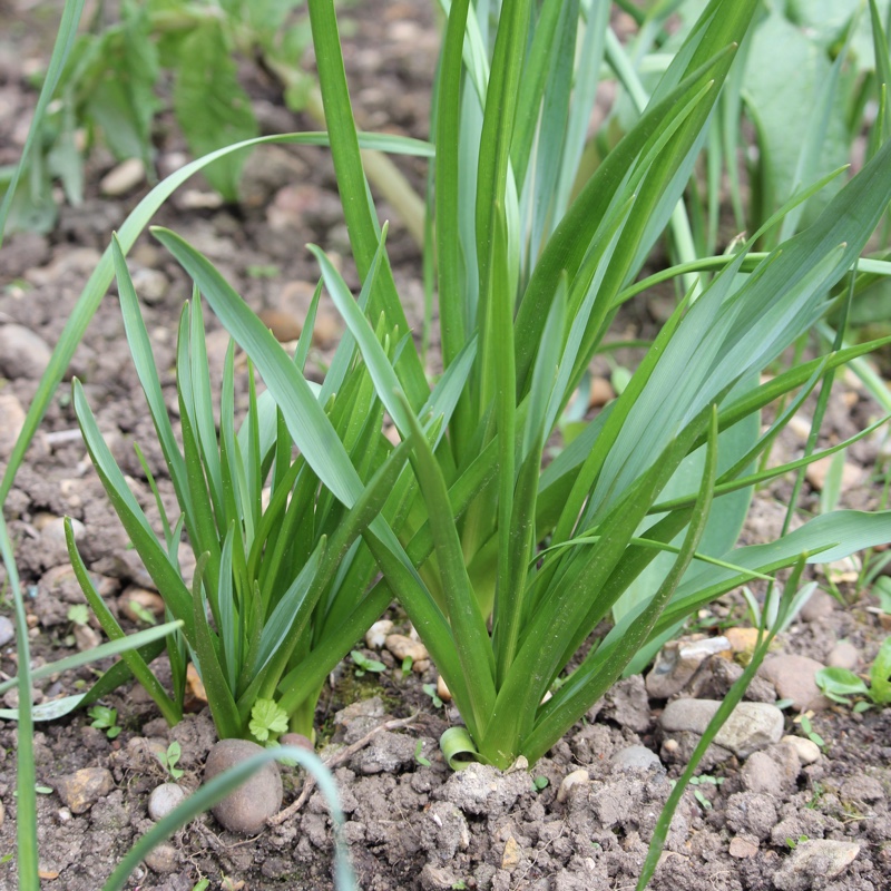 plant image 46534 plant image 46534