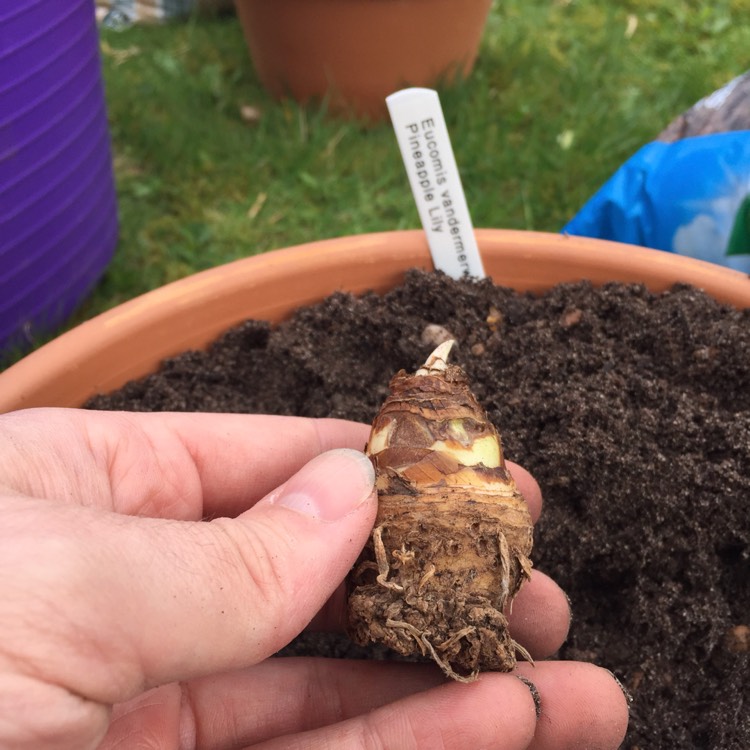 plant image 488223