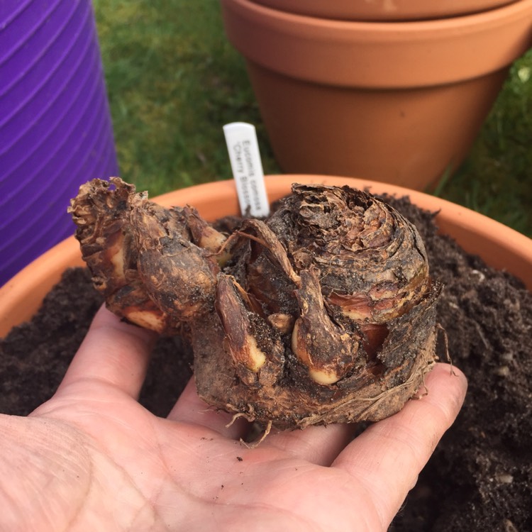 plant image 488226