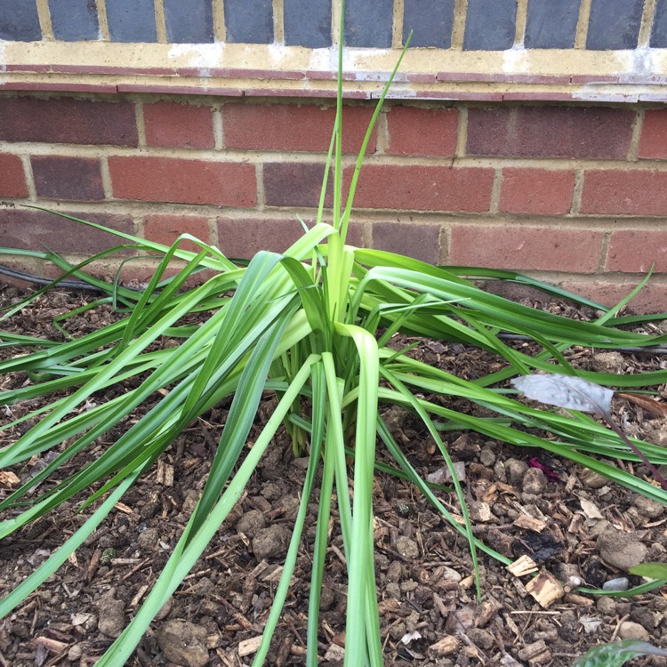 plant image 488234