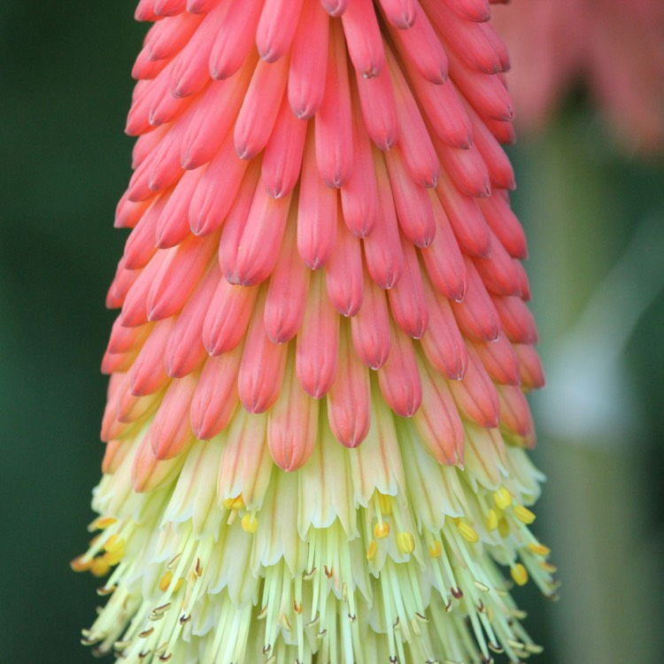 plant image 488246 plant image 488246