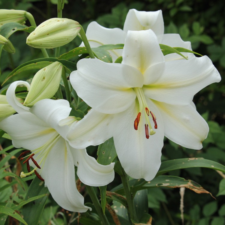 plant image 490327