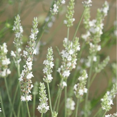 Lavandula x intermedia 'Edelweiss'